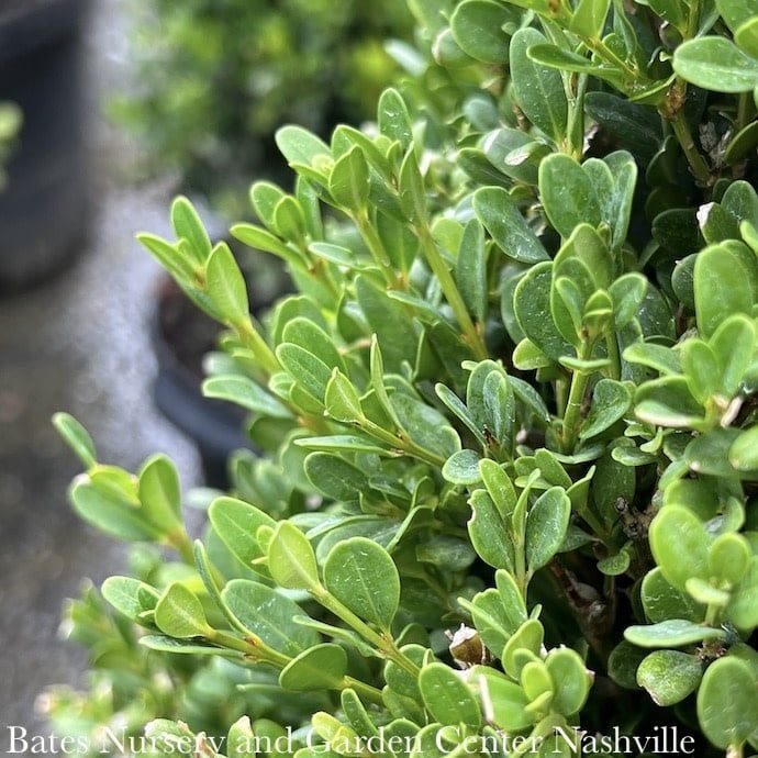 21-24&quot; Buxus micro John Baldwin/ Boxwood