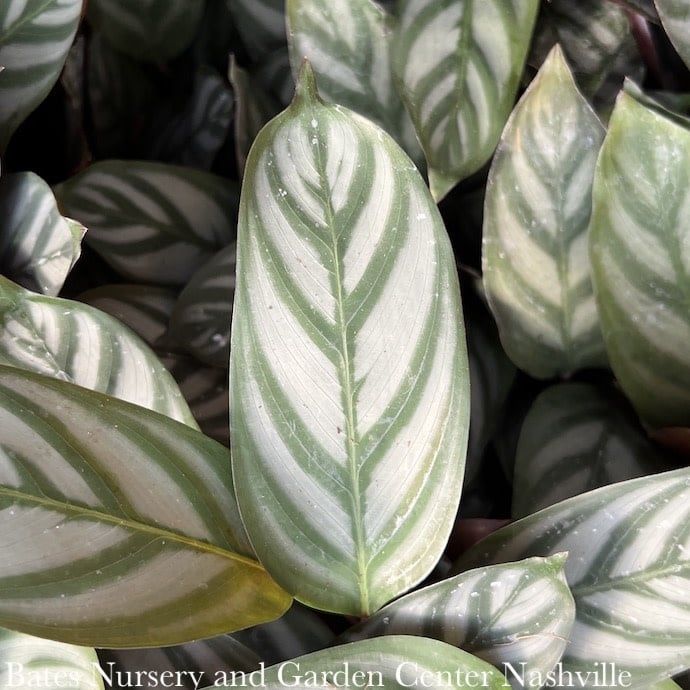 4p! Calathea Silver Star /Tropical