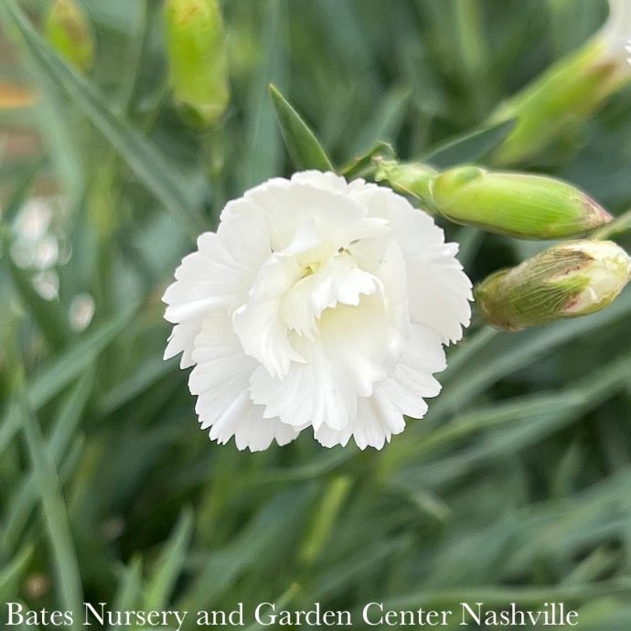#1 Dianthus plum Angel of Purity/ White