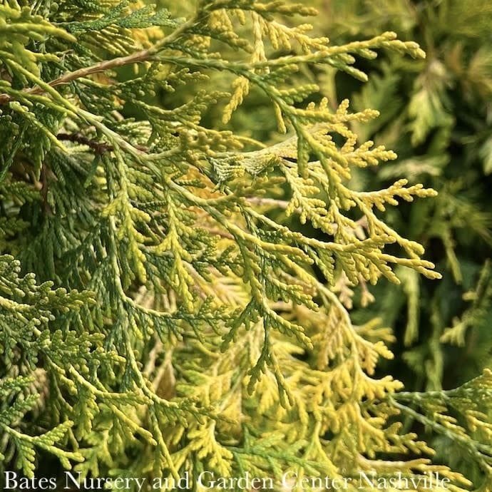 #6 Thuja occ Yellow Ribbon/ Upright Gold Arborvitae