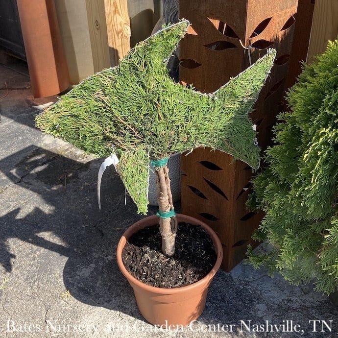 Topiary Mini Fish Shape #3 Thuja occ Smaragd &#39;Emerald Green&#39;/  Arborvitae - No Warranty