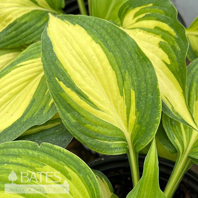 #1 Hosta x PW Shadowland Love Story/ Variegated