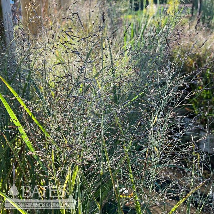 #3 Grass Panicum virg Gunsmoke/ Switch Native (TN)
