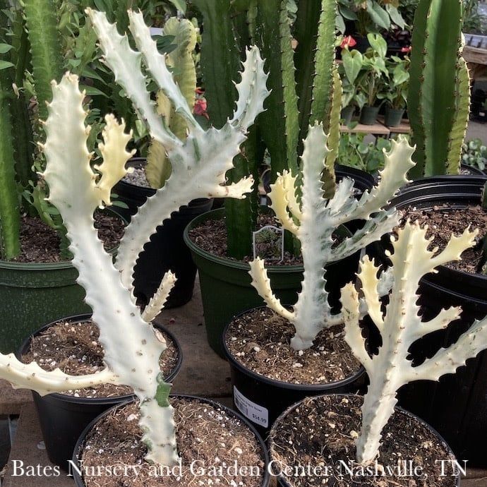 6p! Euphorbia Dragon Bones Cactus /Tropical