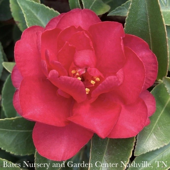 #3 Camellia sas SL October Magic &#39;Crimson N&#39; Clover&#39;/ Red Single - No Warranty