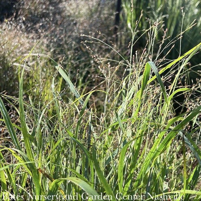 #2 Grass Panicum virg Purple Tears/ Switch Native (TN)