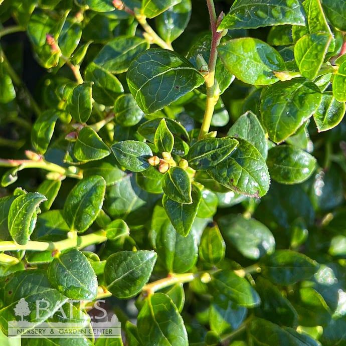 Edible #2 Vaccinium cory Bountiful BABY/ Northern Highbush Blueberry Native (TN)