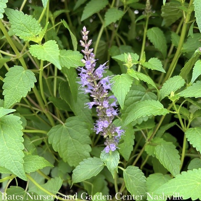 #1 Agastache rug Little Adder/ Compact Blue Korean Anise Hyssop