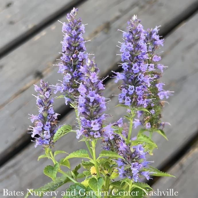 #1 Agastache rug Little Adder/ Compact Blue Korean Anise Hyssop