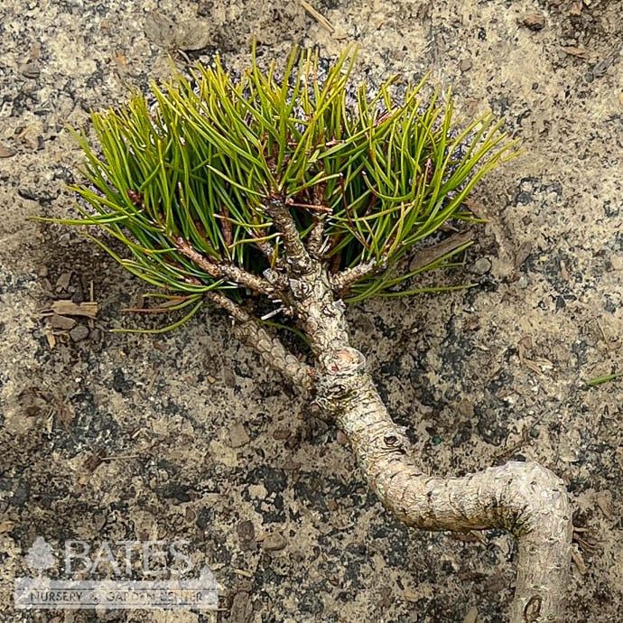 LPP(4p) Bonsai Starter Pinus thunbergii TWISTY/ Dwarf Pine - No Warranty