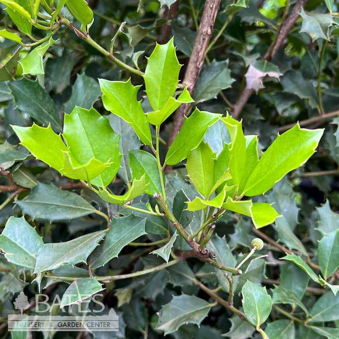 #7 Ilex opaca Greenleaf/ American Holly (female) Native (TN)