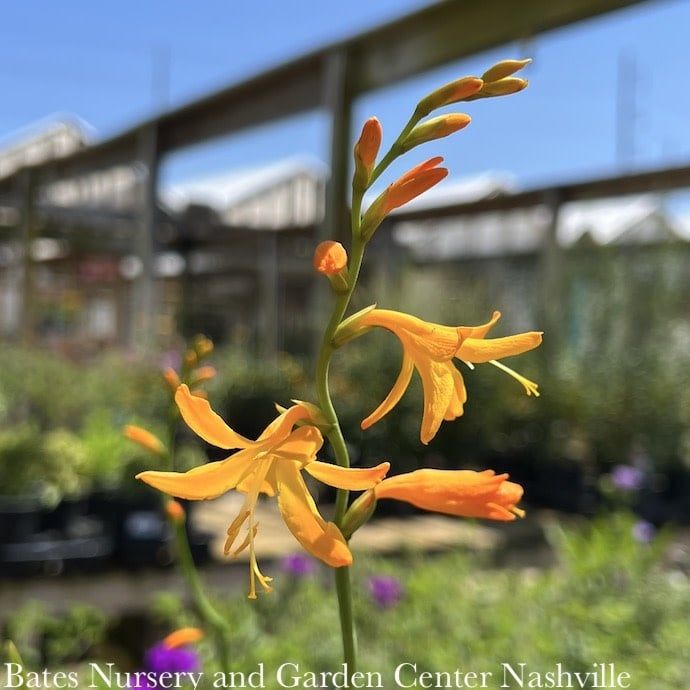 #1 Crocosmia George Davidson/ Gold Montbretia