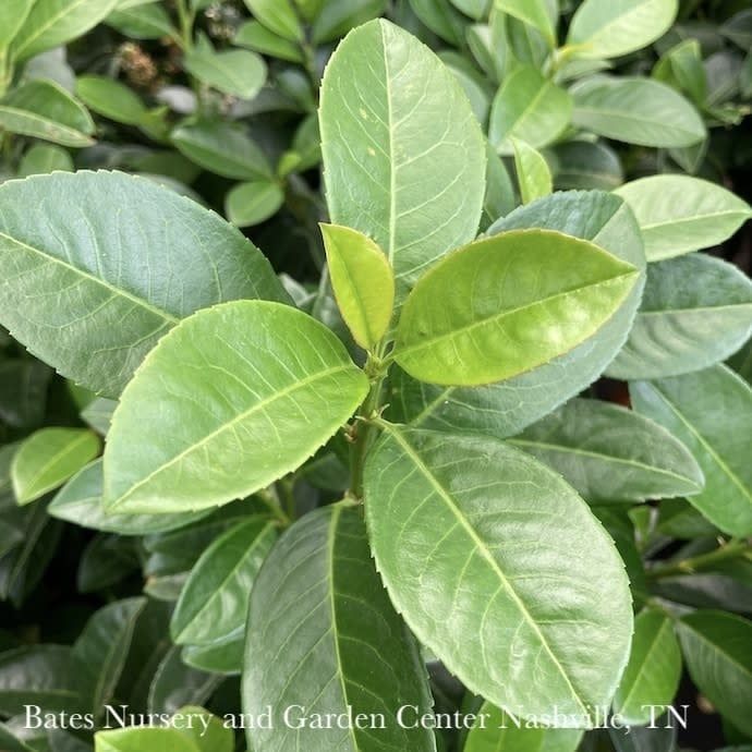 #6 Prunus lauro Volcano/ Cherry Laurel