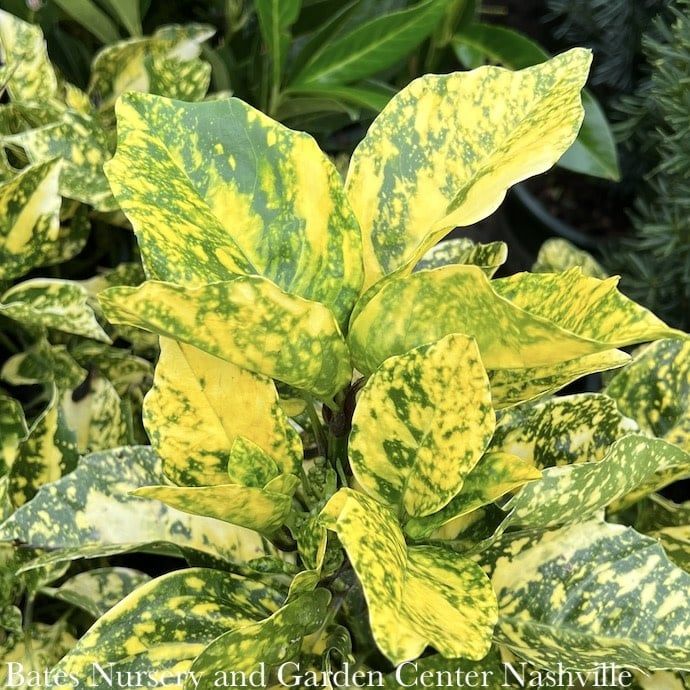 #5 Aucuba japonica Sunny Daze/ Variegated (Male)