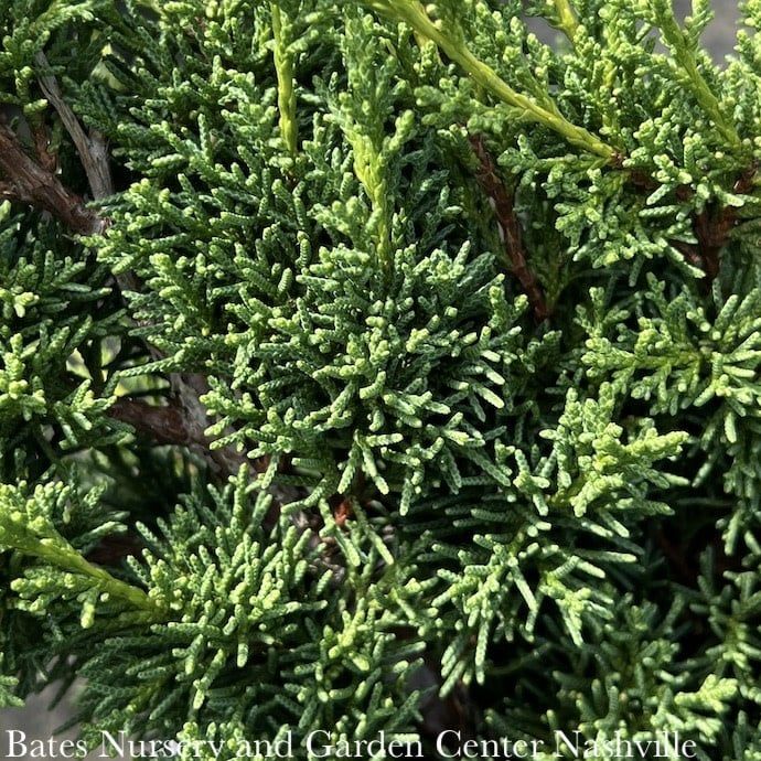 #6 Juniperus chin Shimpaku/ Dwarf Juniper
