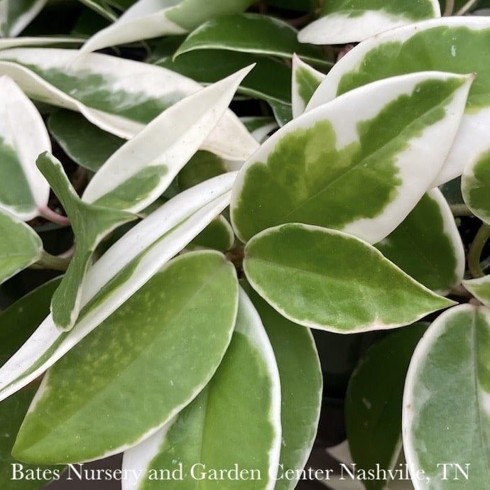 4p! Hoya Carnosa Krimson Princess /Tropical