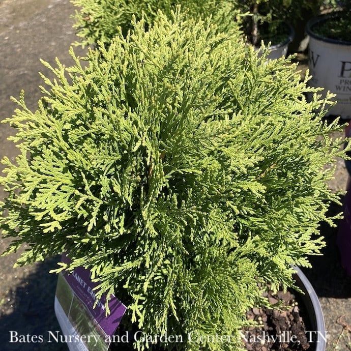 #3 Thuja occ FE Planet Earth/ Globe Arborvitae