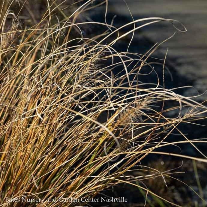 #1 Grass Pennisetum alop Hameln/ Dwarf Fountain