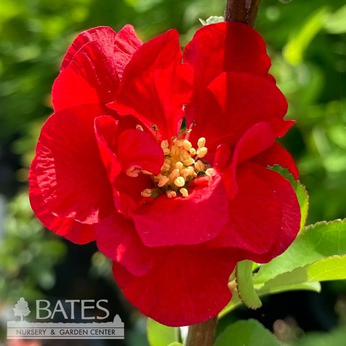 #3 Chaenomeles speciosa PW Double Take Scarlet / Flowering Quince
