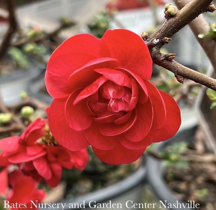 #3 Chaenomeles speciosa PW Double Take Scarlet / Flowering Quince