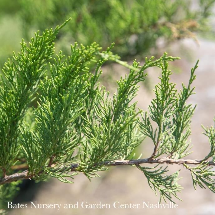 #5 Juniperus x pfitz Sea Green/ Pfitzer Spreading Juniper