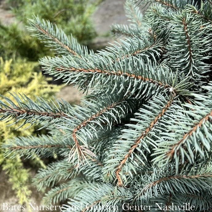 5-6&#39; Picea pun Fat Albert/ Dwarf Blue Spruce