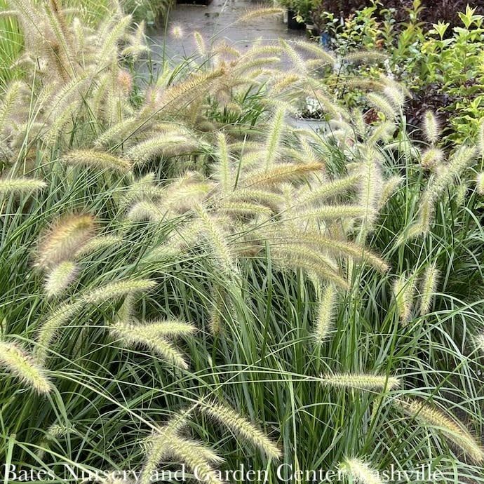 #3 Grass Pennisetum alop Cassian/ Fountain Dwarf