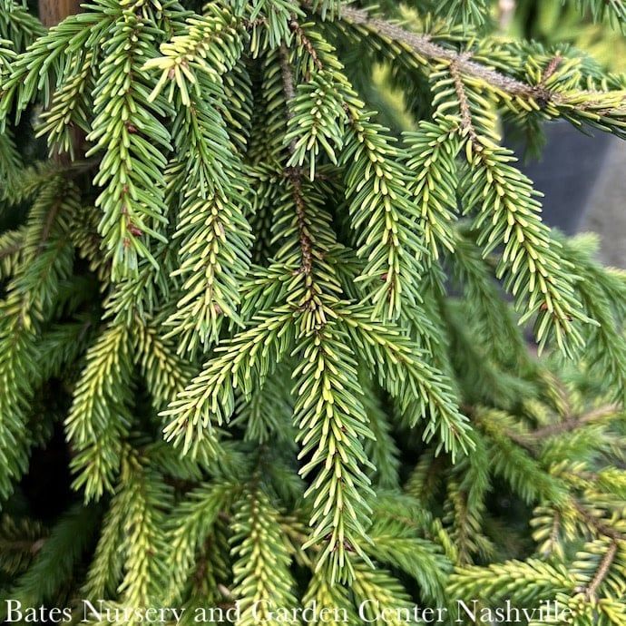 #3 Picea orient Skylands/ Golden Oriental Spruce