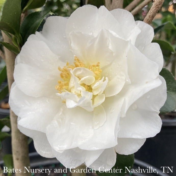 #7 Camellia sas Autumn Rocket/ White Double Columnar - No Warranty