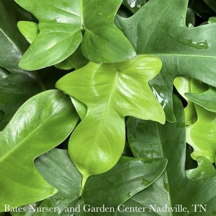 4p! Philodendron Panduriforme /Tropical