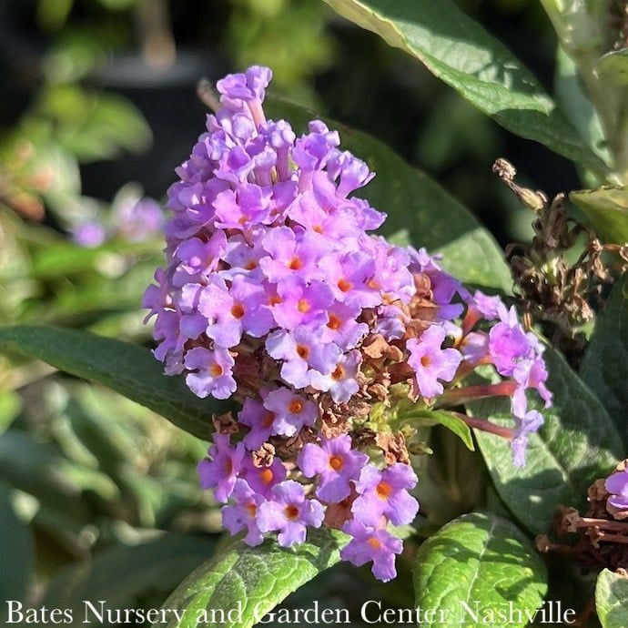 #2 Buddleia dav Sparkler &#39;Pink Petite&#39;/ Compact Butterfly Bush