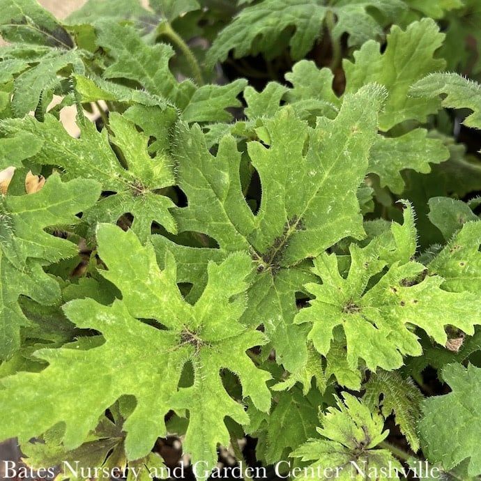 #1 Tiarella Timbuktu/ Foam Flower
