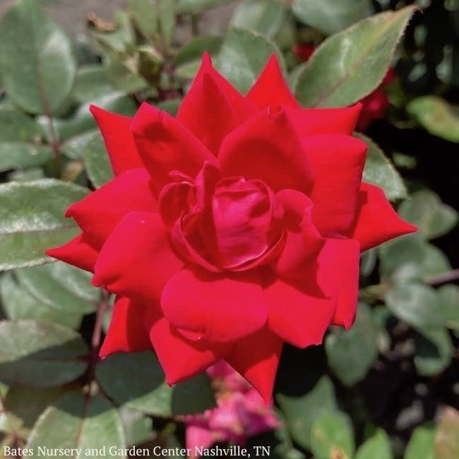 #3 Rosa DOUBLE Knock Out/ Red Shrub Rose - No Warranty