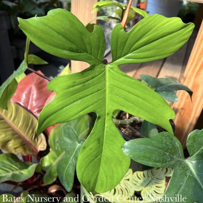 4p! Philodendron squamiferum /Florida Green  /Tropical