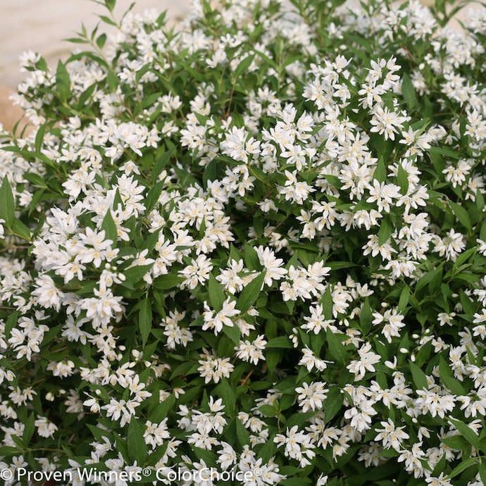 #3 Deutzia x PW Yuki Snowflake/ Dwarf White