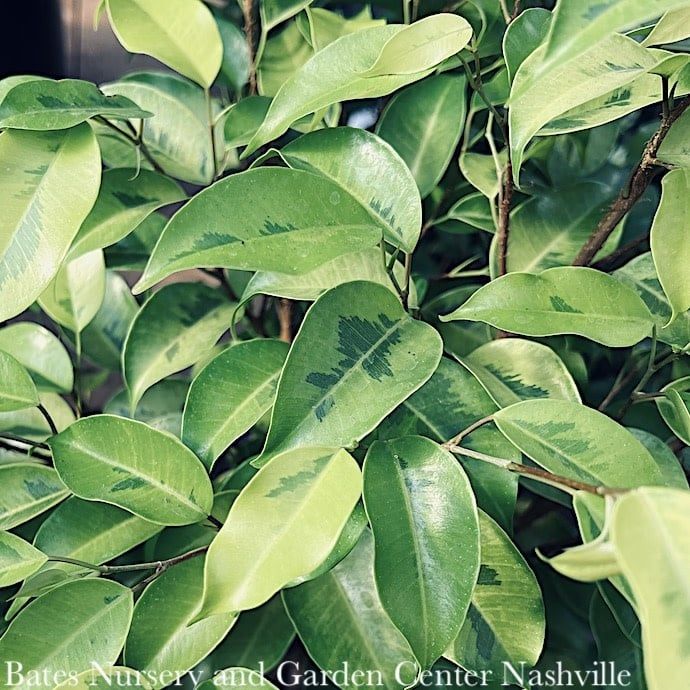 8p! Ficus Benjamina Indigo /Tropical