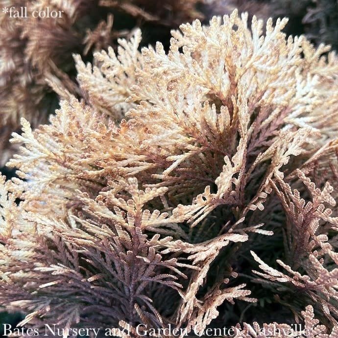 #2s Thuja occ PW Anna&#39;s Magic Ball/ Globe Arborvitae