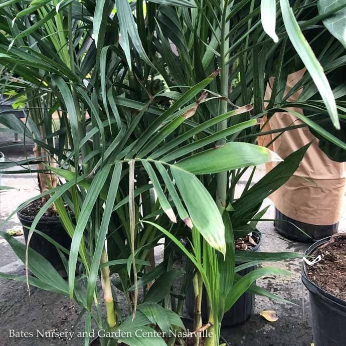 12p! Palm SeifrizII / Bamboo Palm /Tropical