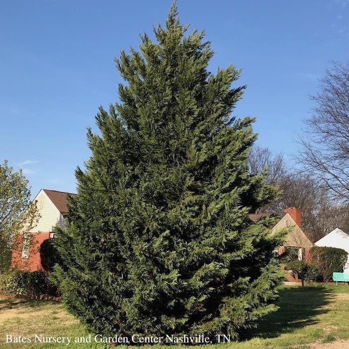 #15 Cupressocyparis x leylandii/ Leyland Cypress
