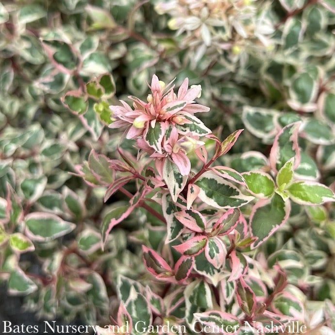 #2 Abelia x grand Angel&#39;s Blush/ Variegated