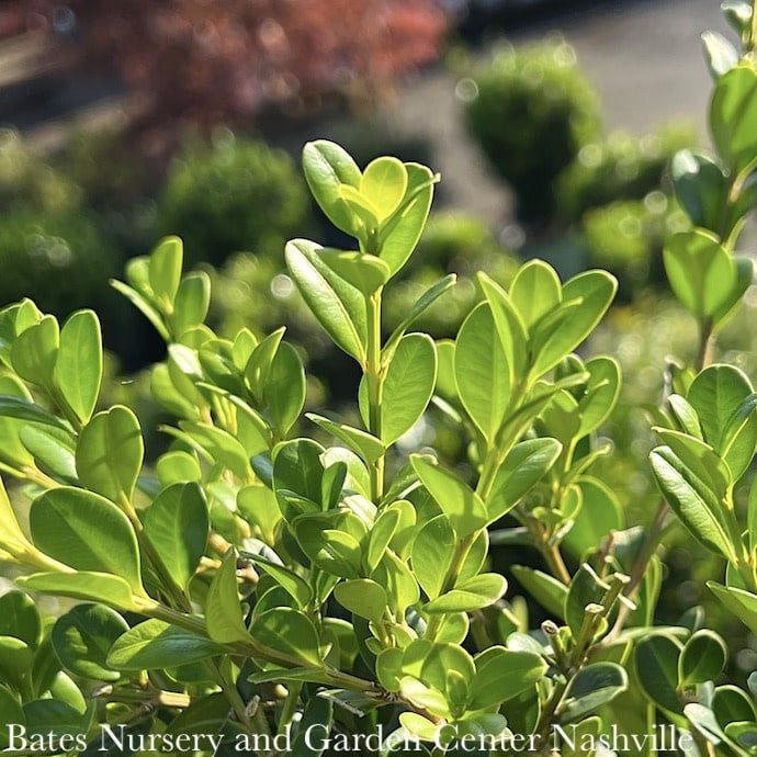 Topiary Pyramid #5 Buxus micro Faulkner/ Boxwood