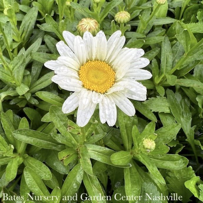 #1 Leucanthemum x superbum Becky/ Shasta Daisy