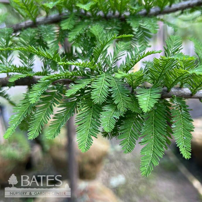 2&quot; caliper Taxodium dist Green Whisper/ Bald Cypress