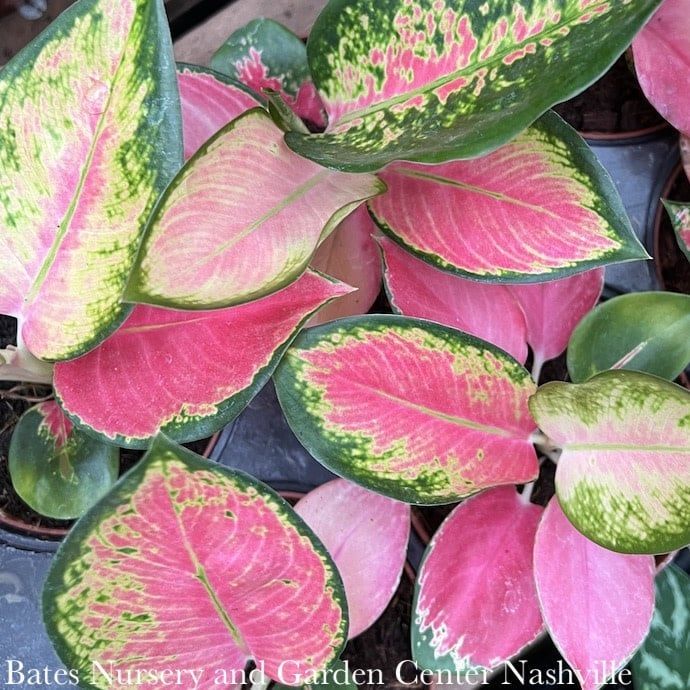 4p! Aglaonema Pink Pearl / Chinese Evergreen /Tropical