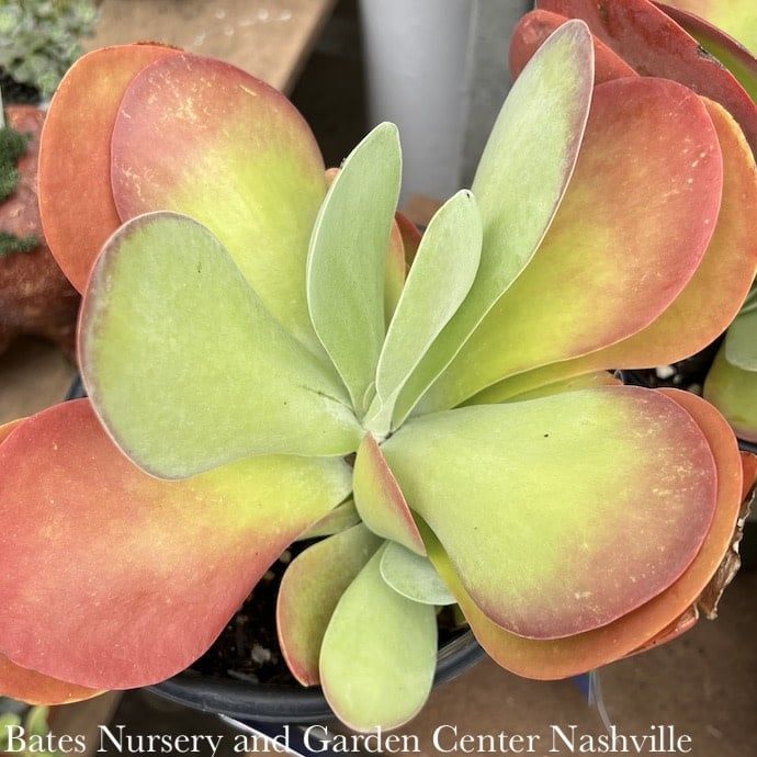 Tropical #1 Kalanchoe thyr Desert Rose/ Succulent Paddle Plant