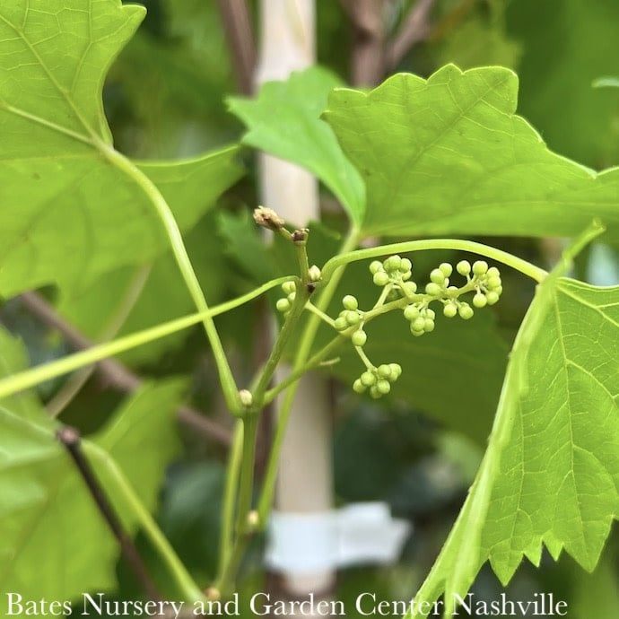 Edible #3 Vitis rotund Triumph/ Pink-Bronze Muscadine Grape Native (TN)