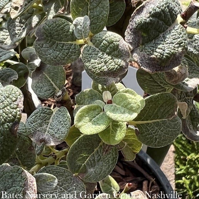 LPP(4p) Salix x boydii/ Boyd&#39;s Dwarf Willow