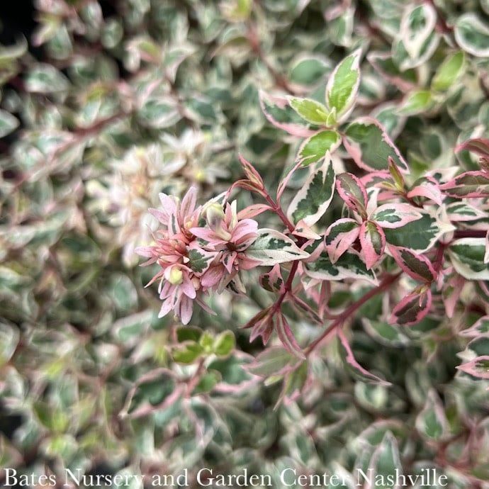 #2 Abelia x grand Angel&#39;s Blush/ Variegated