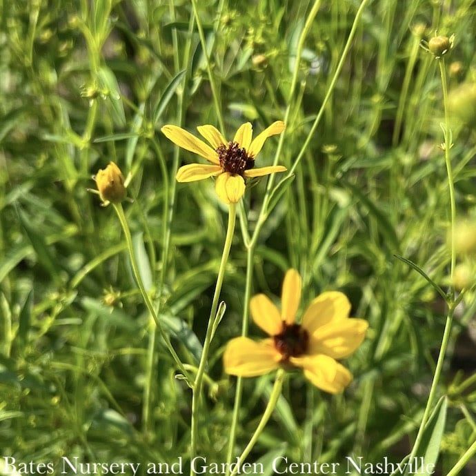#1 Coreopsis tripteris/ Yellow Tall Tickseed Native (TN)
