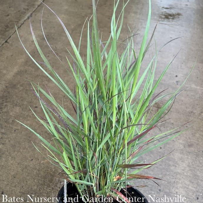 #3 Grass Panicum virg PW Cheyenne Sky/ Switch Native (TN)